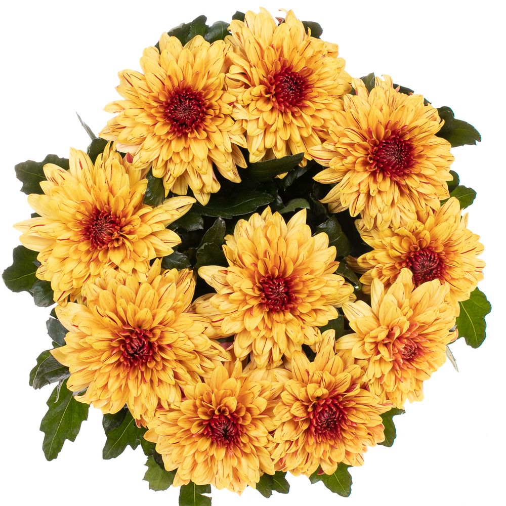 Chrys.Deko gelb Pip Sunny 80 Gramm 70cm