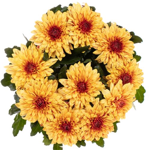 Chrys.Deko gelb Pip Sunny 80 Gramm 70cm