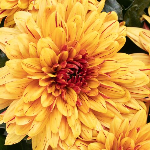 Chrys.Deko gelb Pip Sunny 80 Gramm 70cm