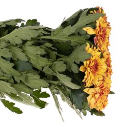 Chrys.Deko gelb Pip Sunny 80 Gramm 70cm