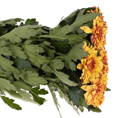 Chrys.Deko gelb Pip Sunny 80 Gramm 70cm