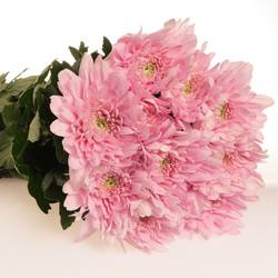 Chrys.Deko rosa Petrushka 75 Gramm 72cm