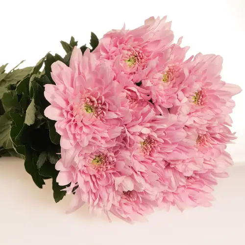 Chrys.Deko rosa Petrushka 75 Gramm 72cm