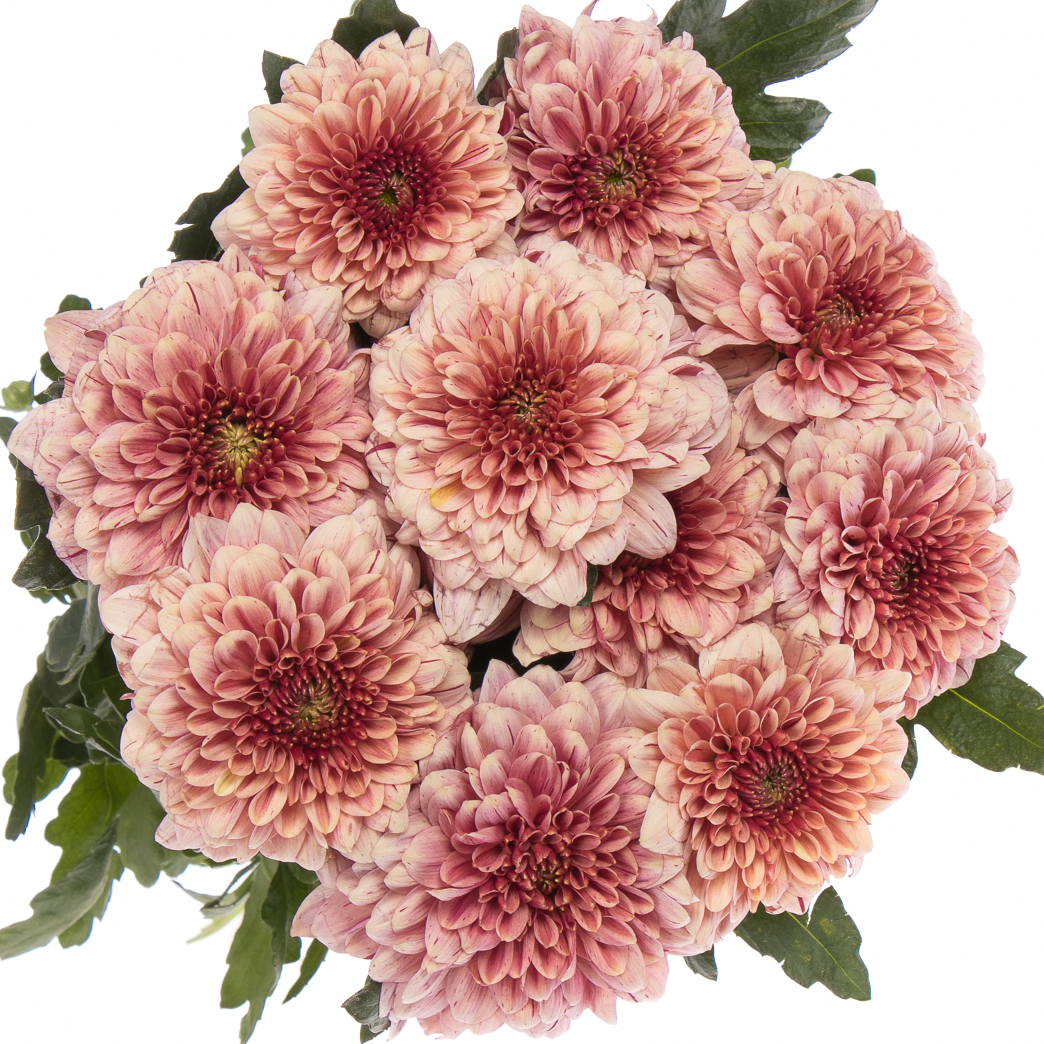 Chrys.Deko apricot Pip 75 Gramm 70cm (Deko Chrysanthemen) | Heyl