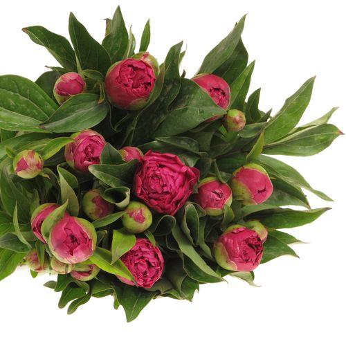 Pfingstrose rot Adam 60cm