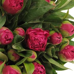 Pfingstrose rot Adam 60cm