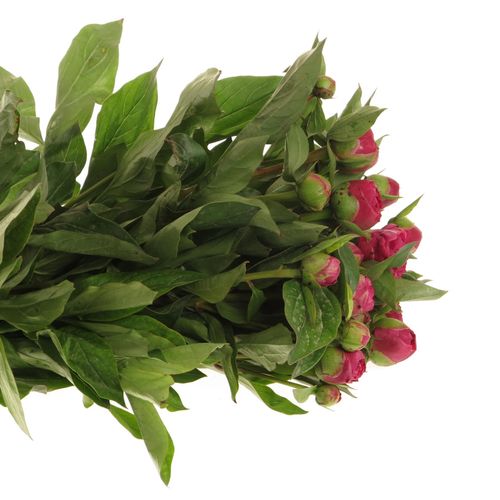 Pfingstrose rot Adam 60cm