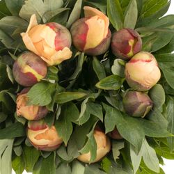 Pfingstrose creme Garden Traesure 40cm