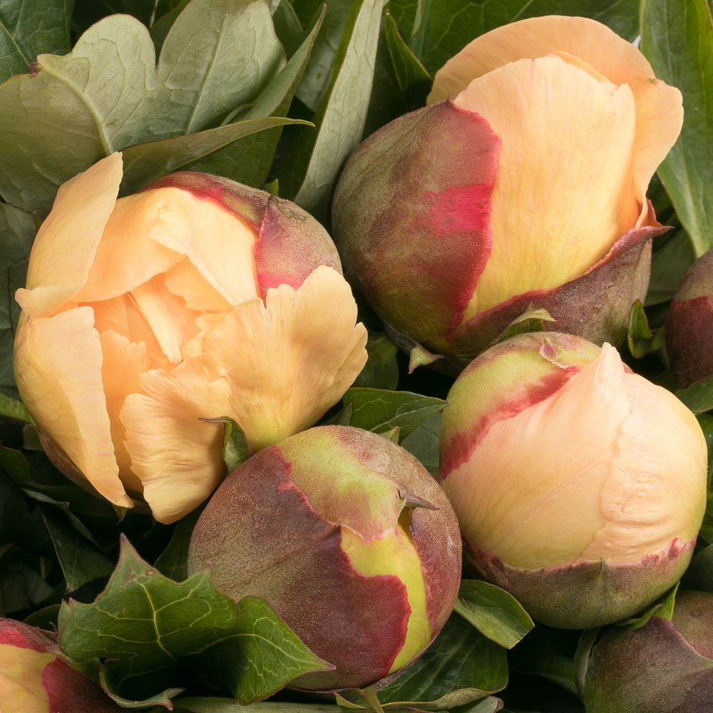 Pfingstrose creme Garden Traesure 40cm