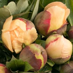 Pfingstrose creme Garden Traesure 40cm