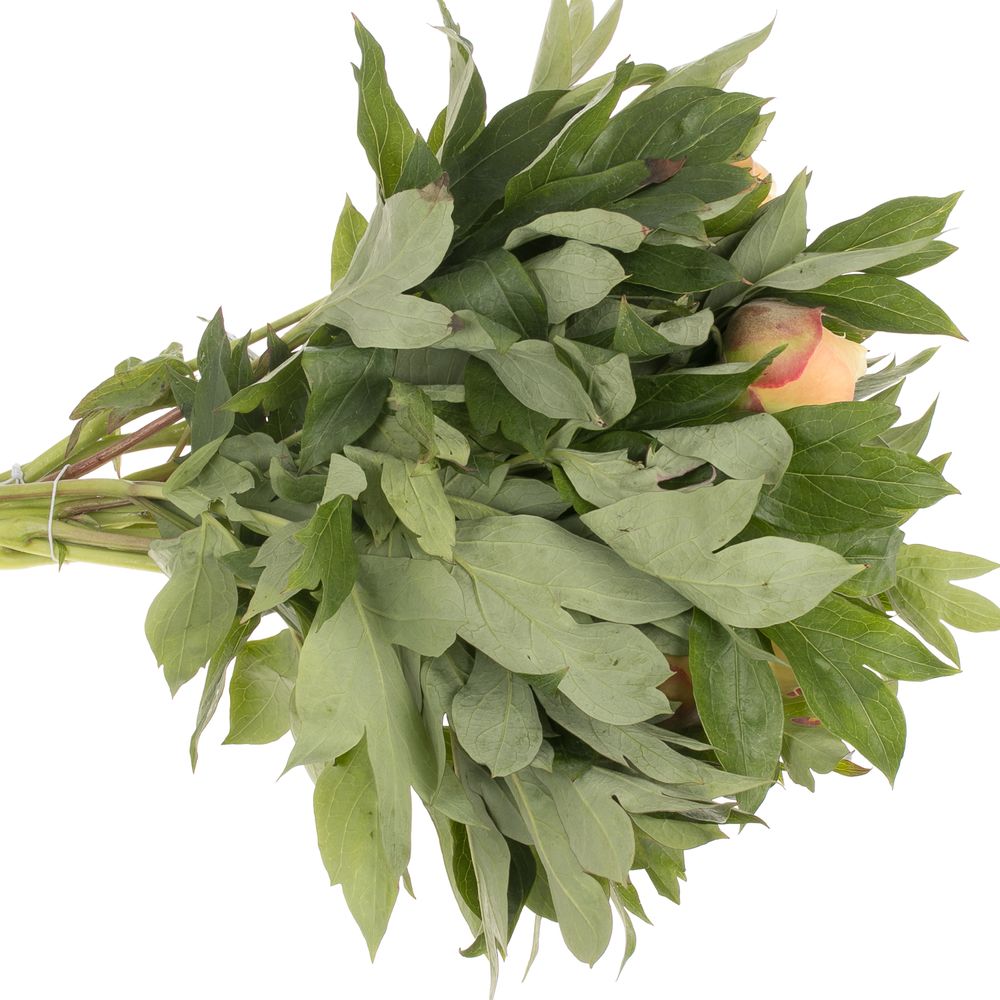 Pfingstrose creme Garden Traesure 40cm