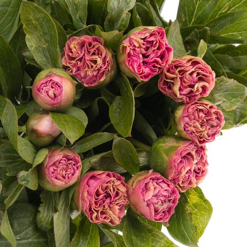 Pfingstrose rosa Bouquet 60cm