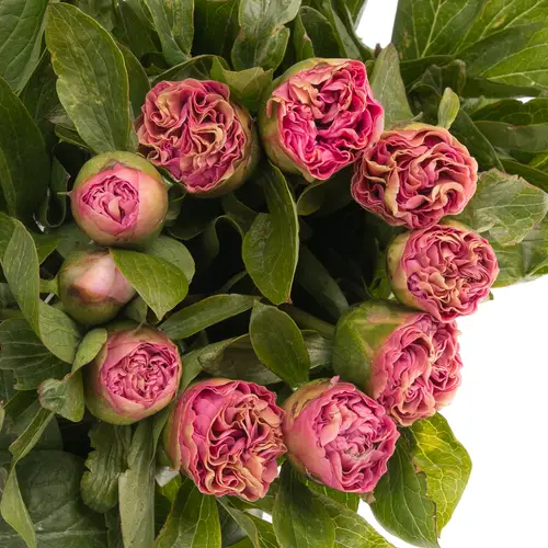 Pfingstrose rosa Bouquet 60cm