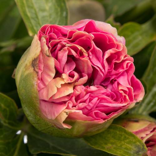 Pfingstrose rosa Bouquet 60cm