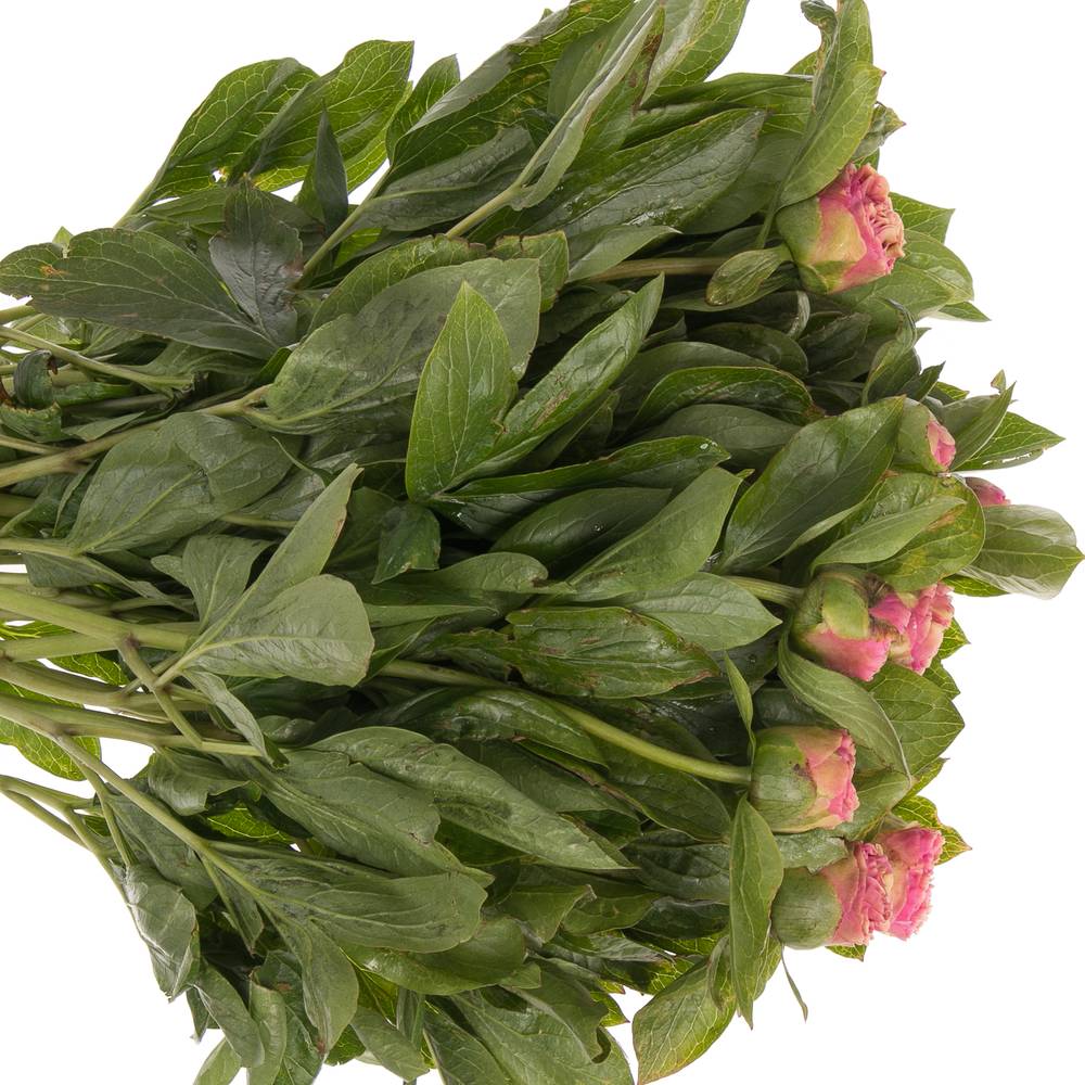 Pfingstrose rosa Bouquet 60cm