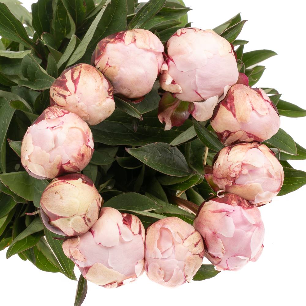 Pfingstrose rosa Hortensa 55cm