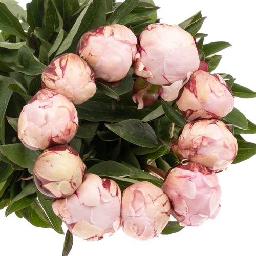 Pfingstrose rosa Hortensa 55cm