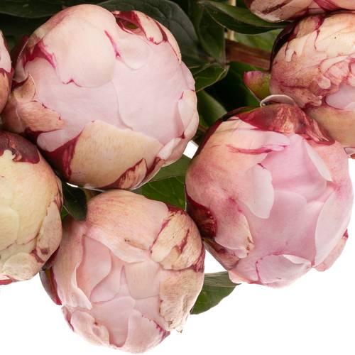 Pfingstrose rosa Hortensa 55cm