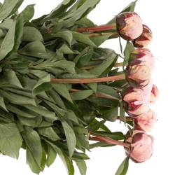 Pfingstrose rosa Hortensa 55cm