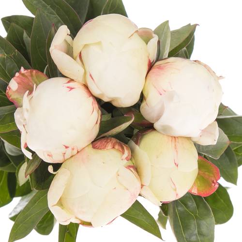 Pfingstrose creme/weiss gefül.Elsa Sass 55cm