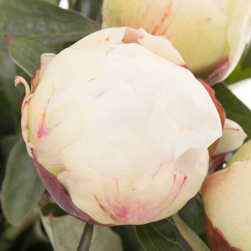 Pfingstrose creme/weiss gefül.Elsa Sass 55cm