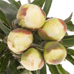 Pfingstrose weiss/creme/rosa Honey Gold 55cm