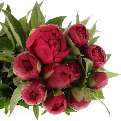 Pfingstrose rot gefüllt Lavergne 40cm