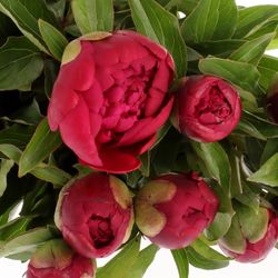 Pfingstrose rot gefüllt Lavergne 40cm