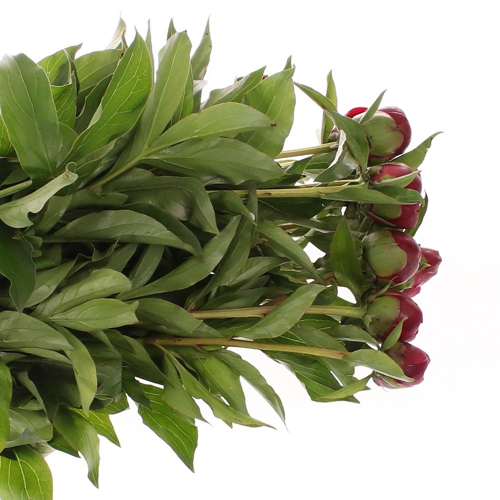 Pfingstrose rot gefüllt Lavergne 40cm