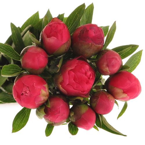 Pfingstrose rosa/rot Lorelei 40cm