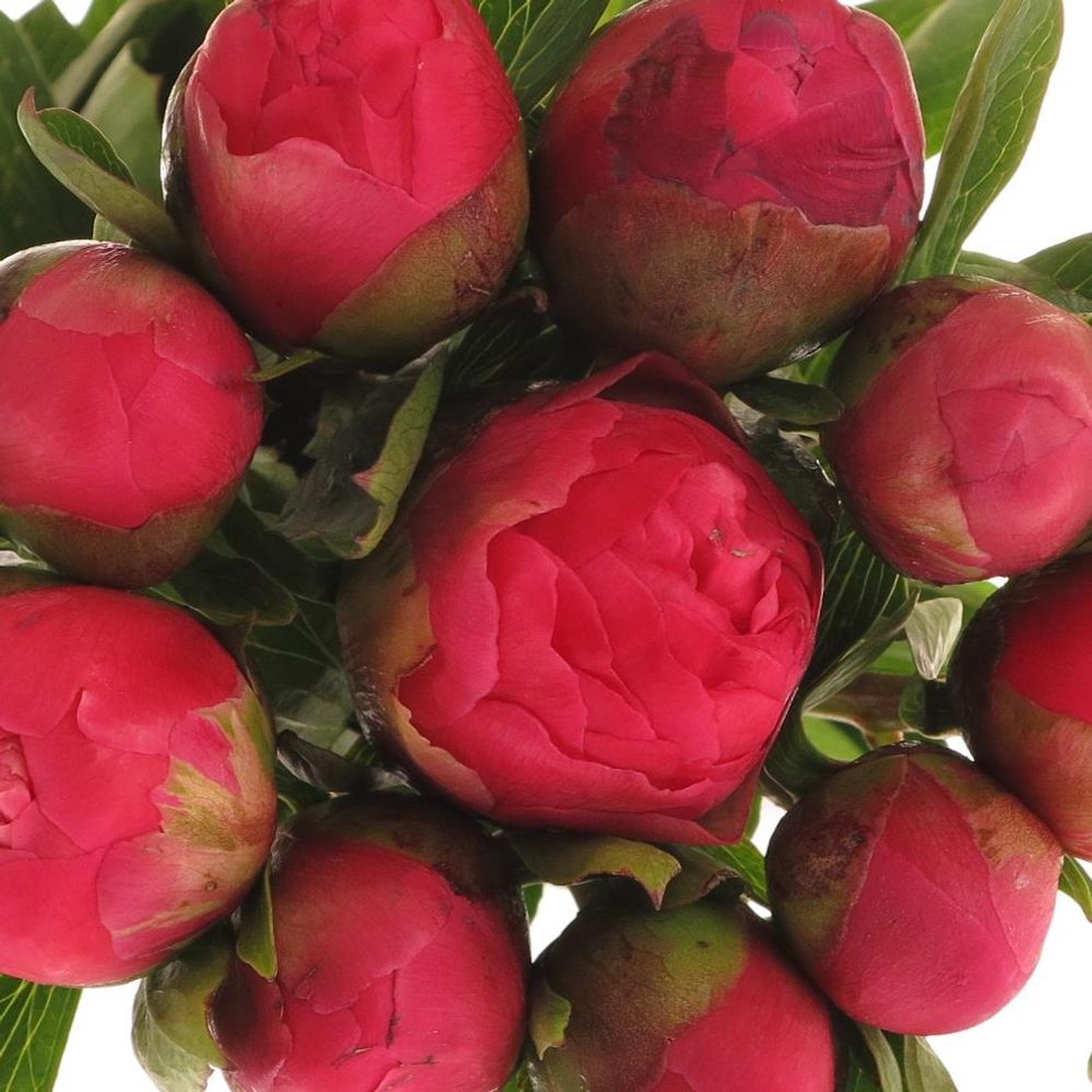 Pfingstrose rosa/rot Lorelei 40cm