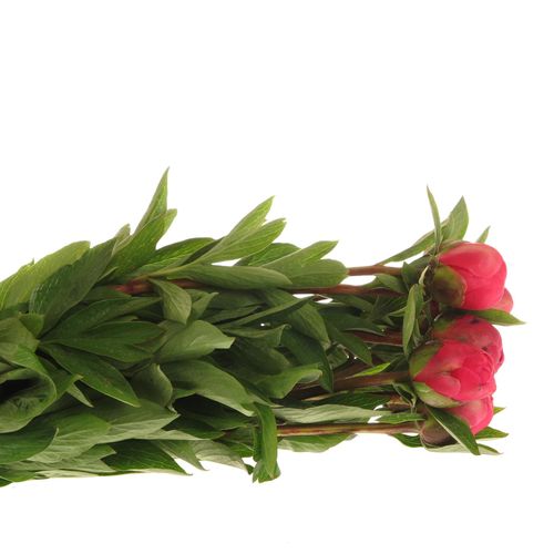 Pfingstrose rosa/rot Lorelei 40cm