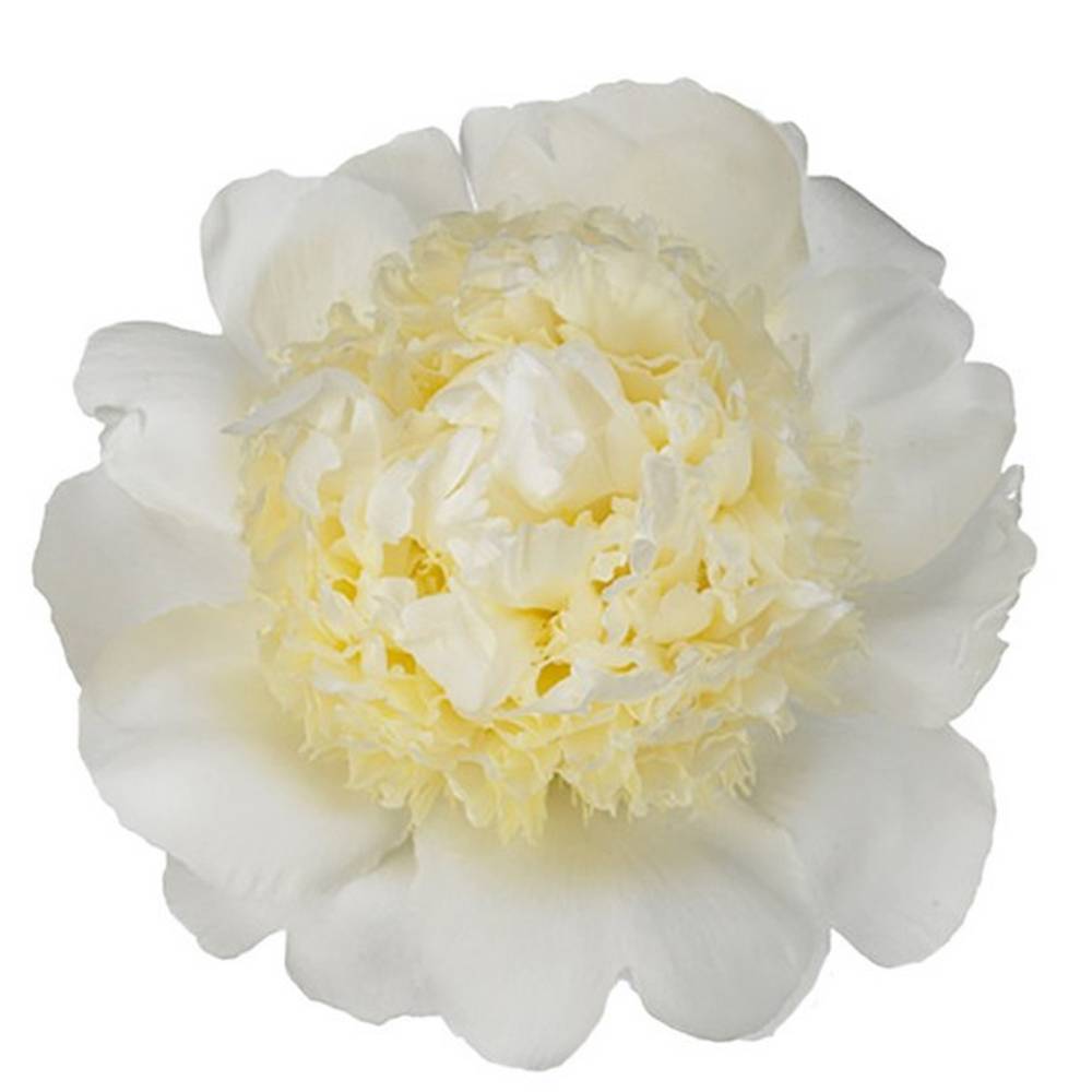 Pfingstrose creme gefüllt Choice 45cm