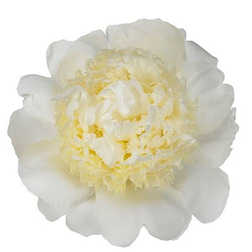 Pfingstrose creme gefüllt Choice 45cm