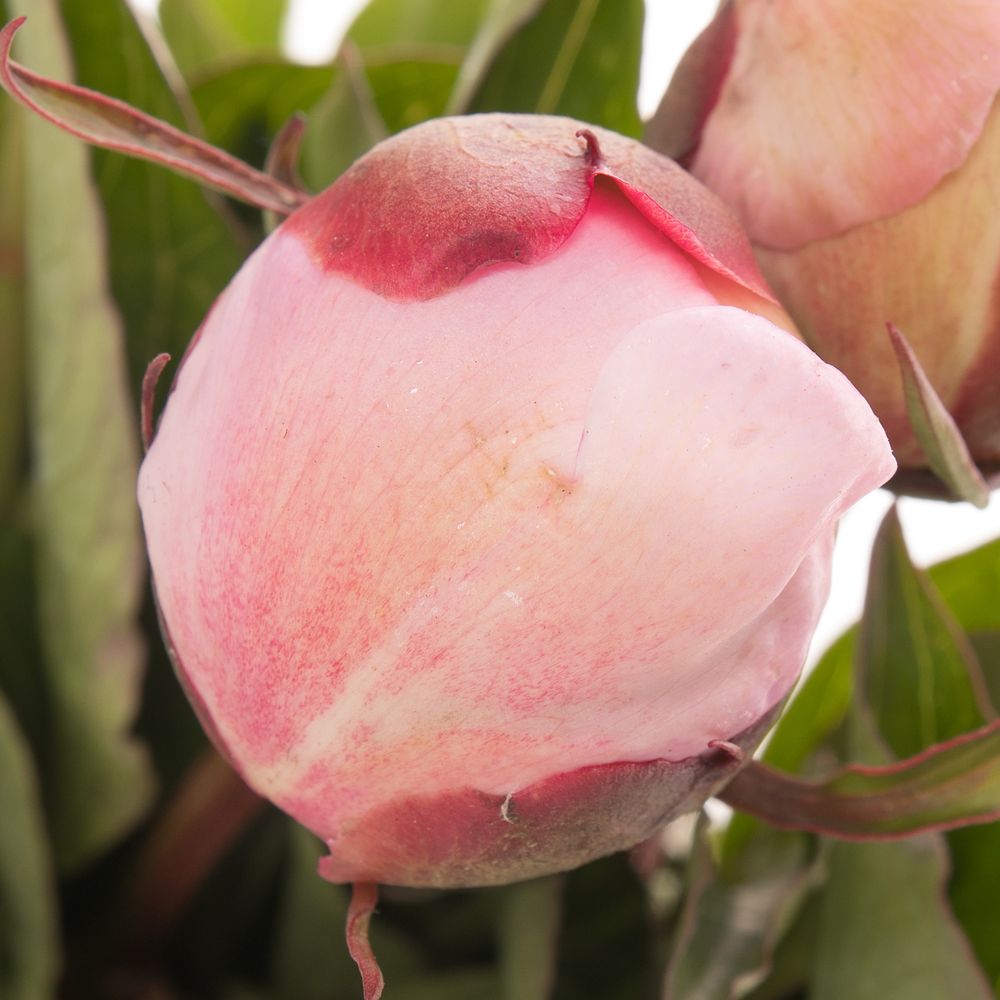 Pfingstrose rosa gefüllt Alertie 45cm