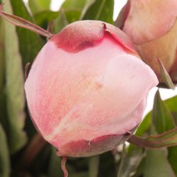 Pfingstrose rosa gefüllt Alertie 45cm