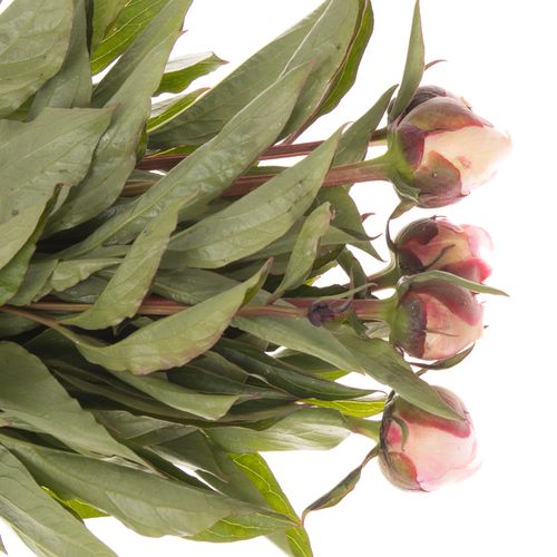 Pfingstrose rosa gefüllt Alertie 45cm