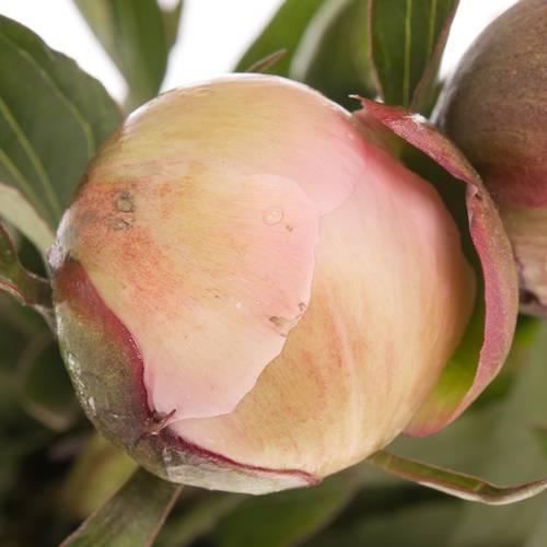 Pfingstrose rosa gefüllt Alertie 60cm