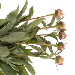 Pfingstrose rosa gefüllt Alertie 60cm