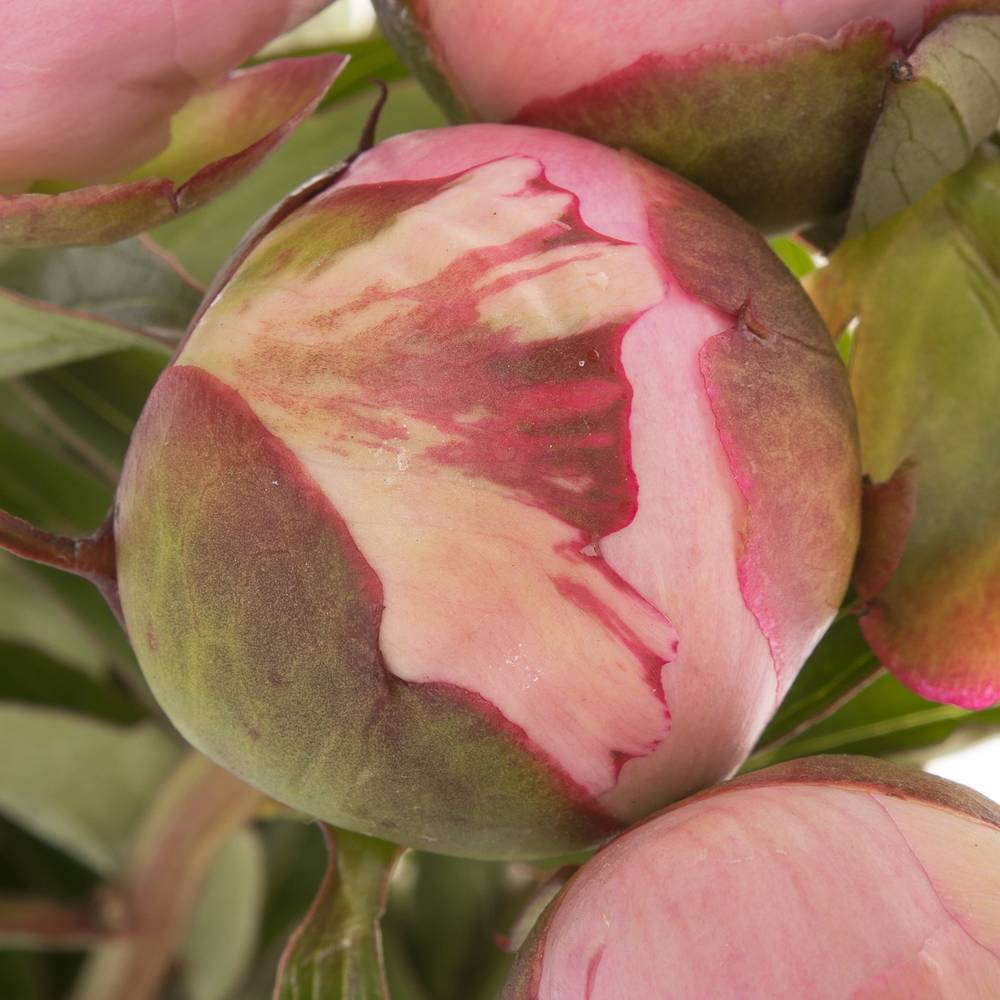 Pfingstrose rosa gefüllt Cheeks Frankreich 60cm