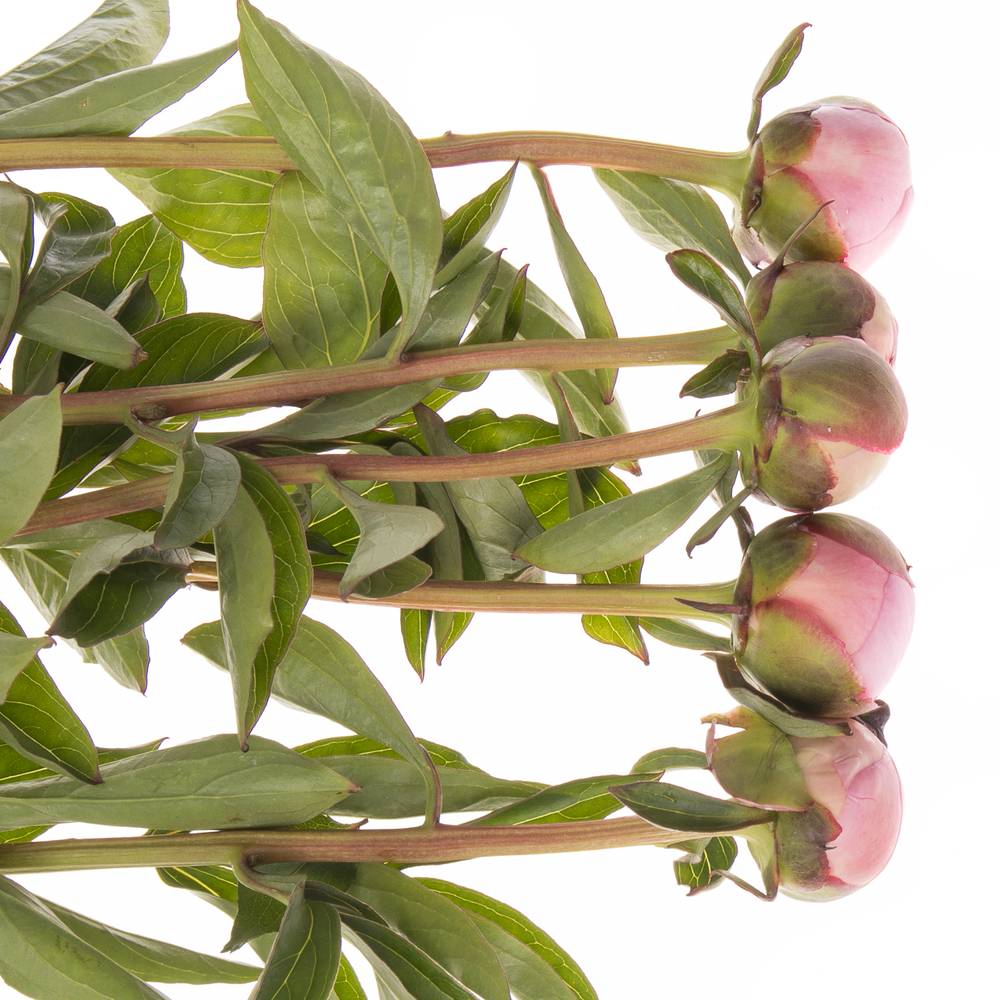 Pfingstrose rosa gefüllt Cheeks Frankreich 60cm