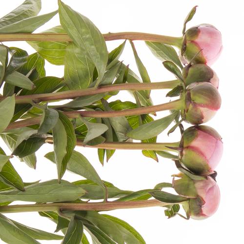 Pfingstrose rosa gefüllt Cheeks Frankreich 60cm