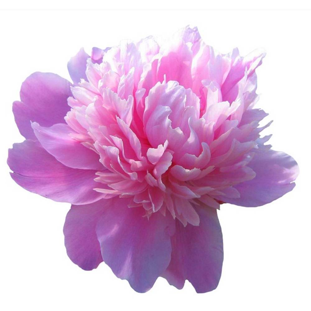 Pfingstrose rosa gefüllt Cheeks Frankreich 60cm