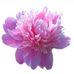 Pfingstrose rosa gefüllt Cheeks Frankreich 60cm