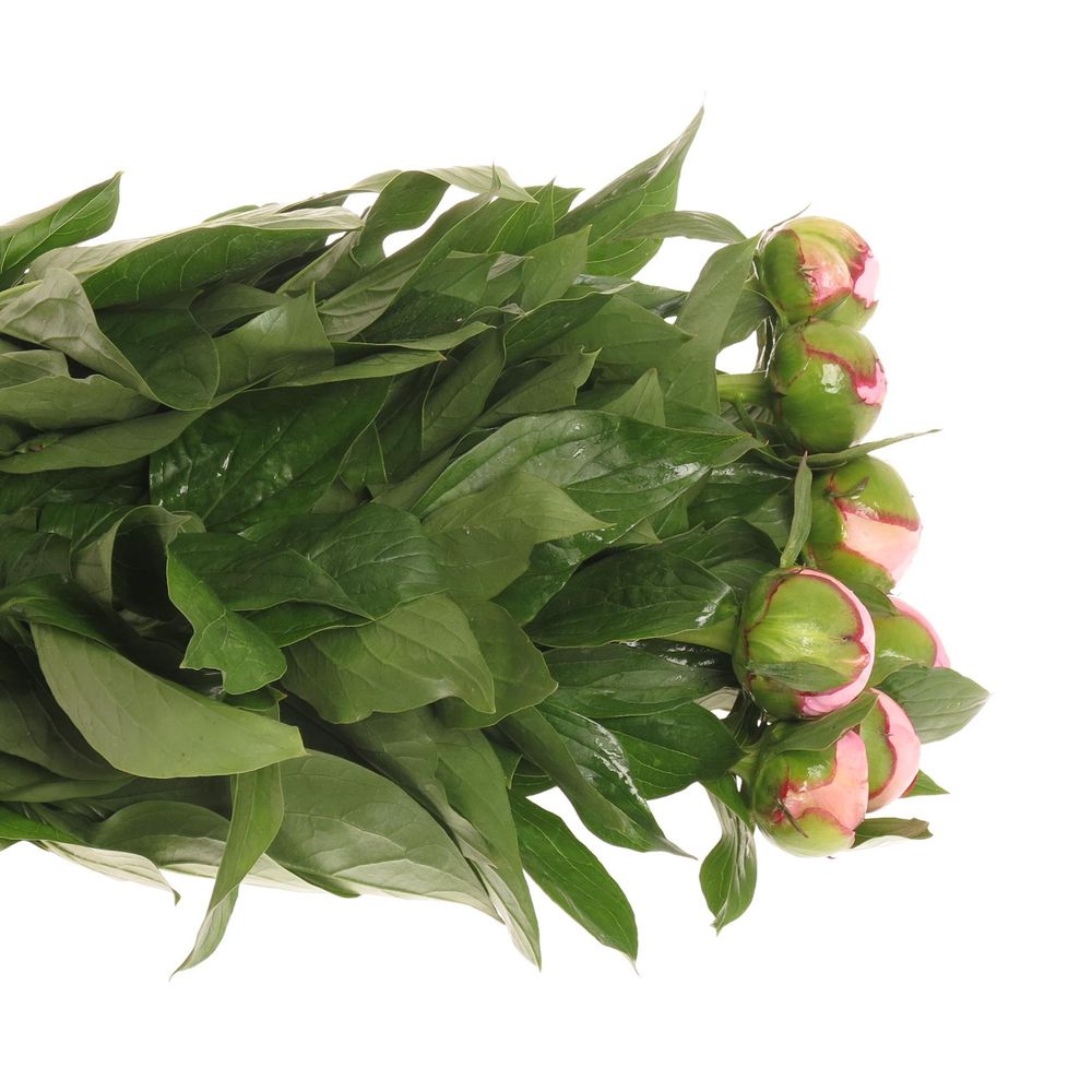 Pfingstrose rosa Angel C.60cm