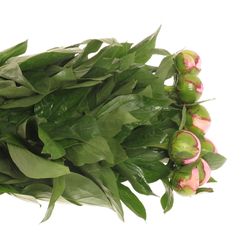 Pfingstrose rosa Angel C.60cm