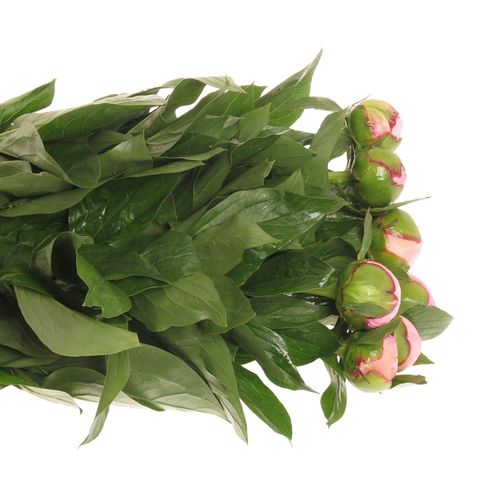 Pfingstrose rosa Angel C.60cm