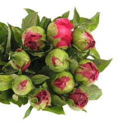 Pfingstrose rot Paula 40cm