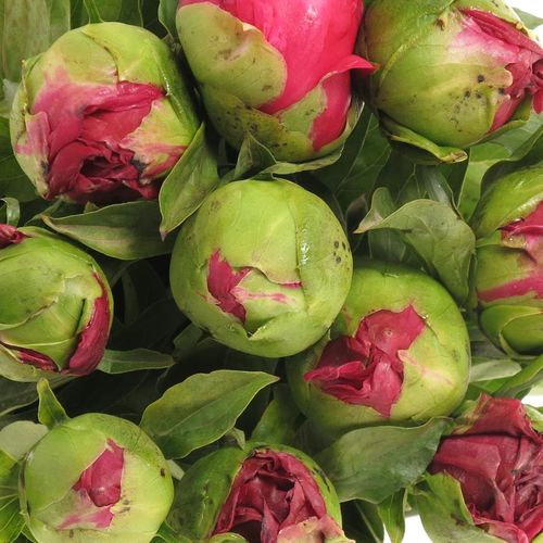 Pfingstrose rot Paula 40cm