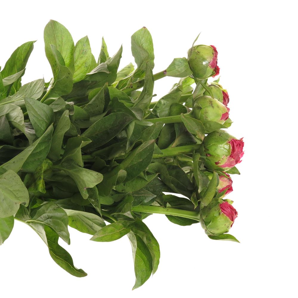 Pfingstrose rot Paula 40cm